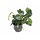 Anubias barteri var. nana - In pot