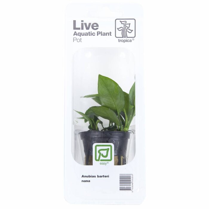 Tropica Anubias barteri var. nana - In pot