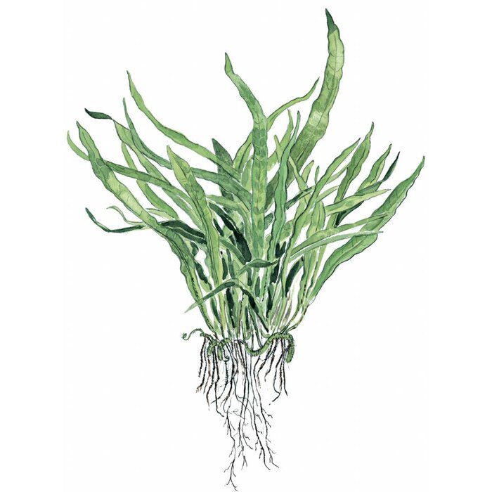 Tropica Microsorum pteropus 'Narrow' - In pot