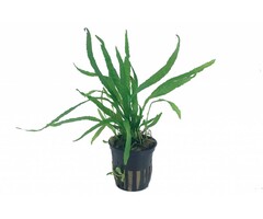 Tropica Microsorum pteropus 'Narrow' - In pot