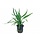 Microsorum pteropus 'Narrow' - In pot