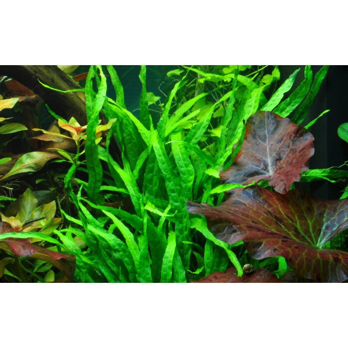 Tropica Microsorum pteropus 'Narrow' - In pot