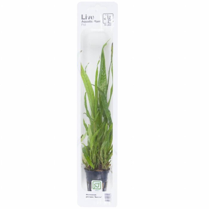 Tropica Microsorum pteropus 'Narrow' - In pot