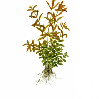 Tropica Rotala rotundifolia - In pot