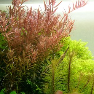 Tropica Rotala rotundifolia - In pot