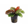 Tropica Echinodorus 'Reni' - In pot