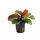 Echinodorus 'Reni' - In pot