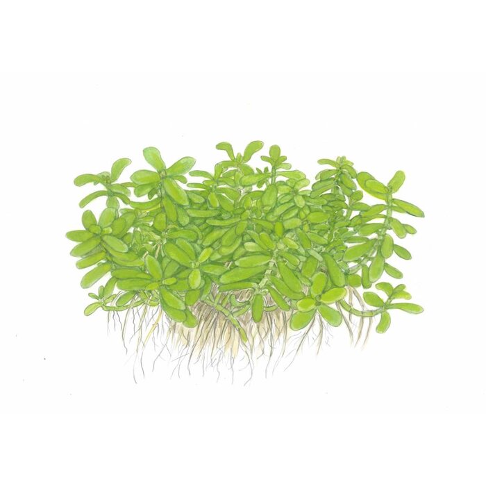 Tropica Bacopa monnieri 'Compact' - In pot