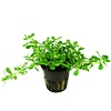 Tropica Bacopa monnieri 'Compact' - In pot