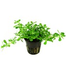 Tropica Bacopa monnieri 'Compact' - In pot