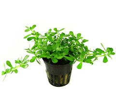 Tropica Bacopa monnieri 'Compact' - In pot