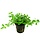 Bacopa monnieri 'Compact' - In pot