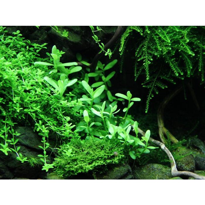 Tropica Bacopa monnieri 'Compact' - In pot