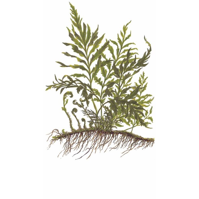 Tropica Mangrovewood with Bolbitis heudelotii