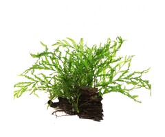 Tropica Mangrovenwurzel mit  Bolbitis heudelotii