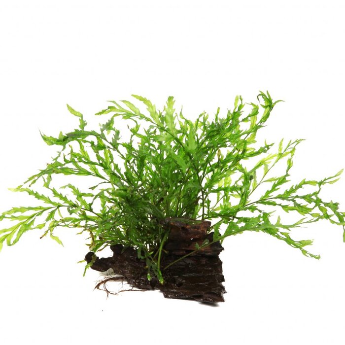 Tropica Kienhout met Bolbitis heudelotii