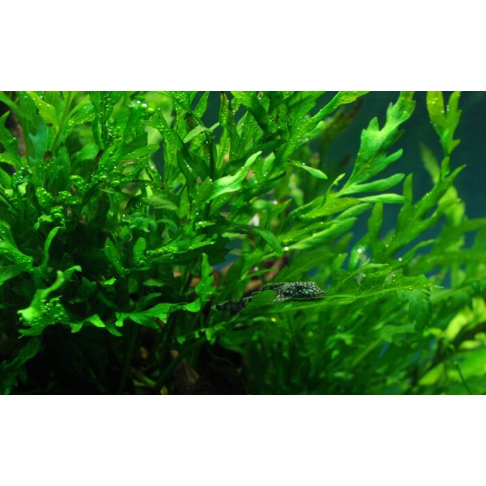 Tropica Mangrovewood with Bolbitis heudelotii