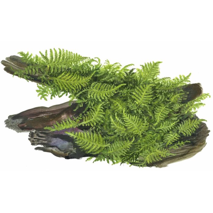 Tropica Mangrowenwurzel mit Christmas moss