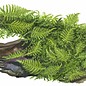 Tropica Mangrowenwurzel  mit Christmas moss