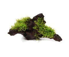 Tropica Kienhout met Christmas moss