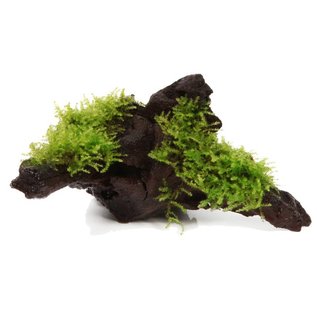 Tropica Kienhout met Christmas moss