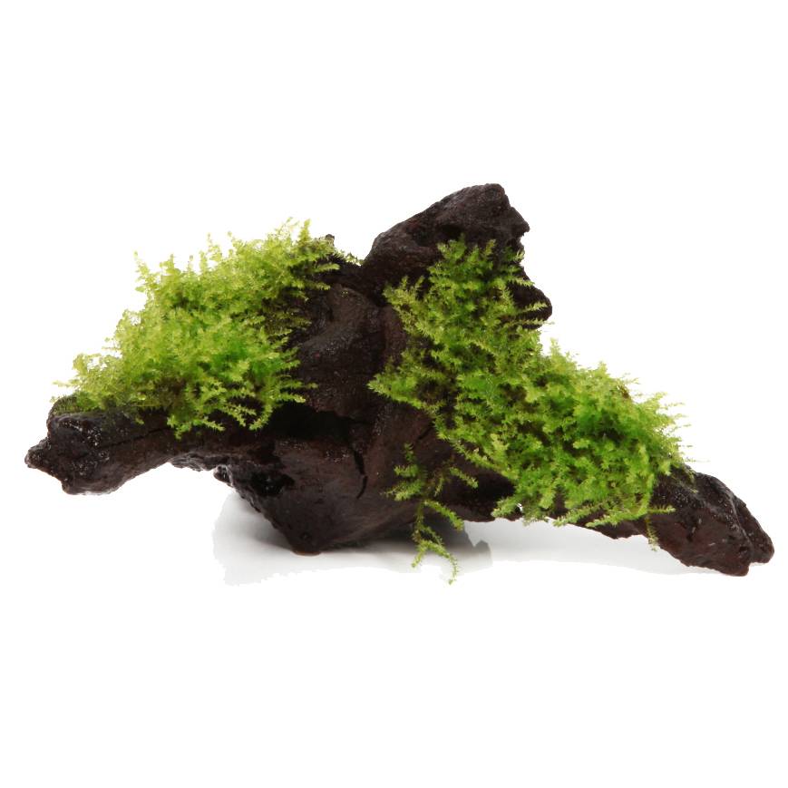 Driftwood with Christmas moss - Onlineaquariumspullen