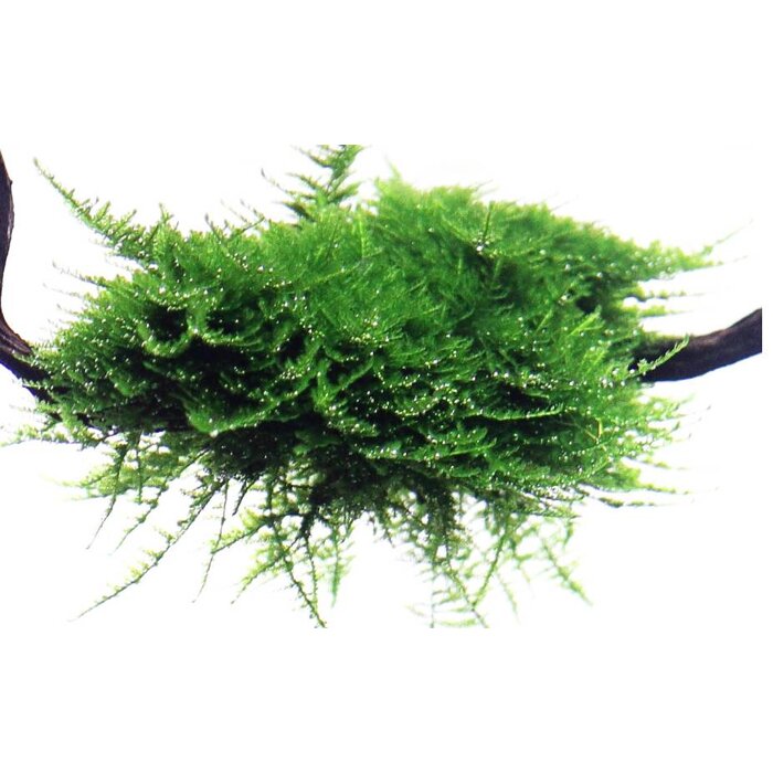Tropica Driftwood with Christmas moss