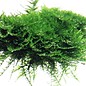 Tropica Mangrowenwurzel  mit Christmas moss