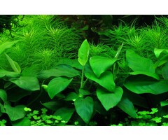 Tropica Anubias barteri nana - In vitro cup