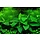 Anubias barteri nana - In vitro cup