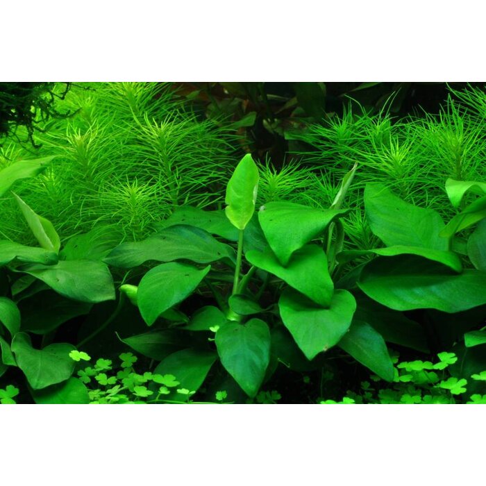 Tropica Anubias barteri nana - In vitro cup