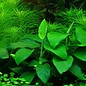 Tropica Anubias barteri nana - In vitro cup