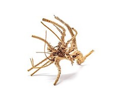 Wio Spiderwood