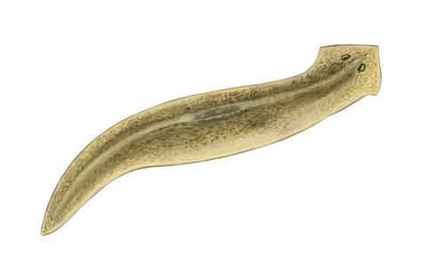 planaria worm