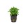 Staurogyne repens - In pot