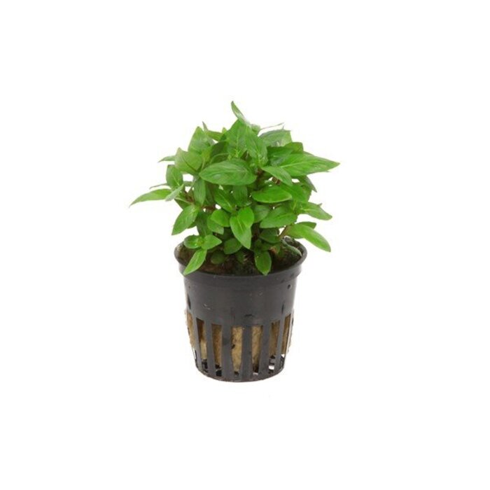 Tropica Staurogyne repens - In pot
