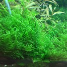 Tropica Taiwan moss - In vitro cup