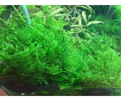 Tropica Taiwan moos - In vitro cup