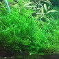 Tropica Taiwan moss - In vitro cup