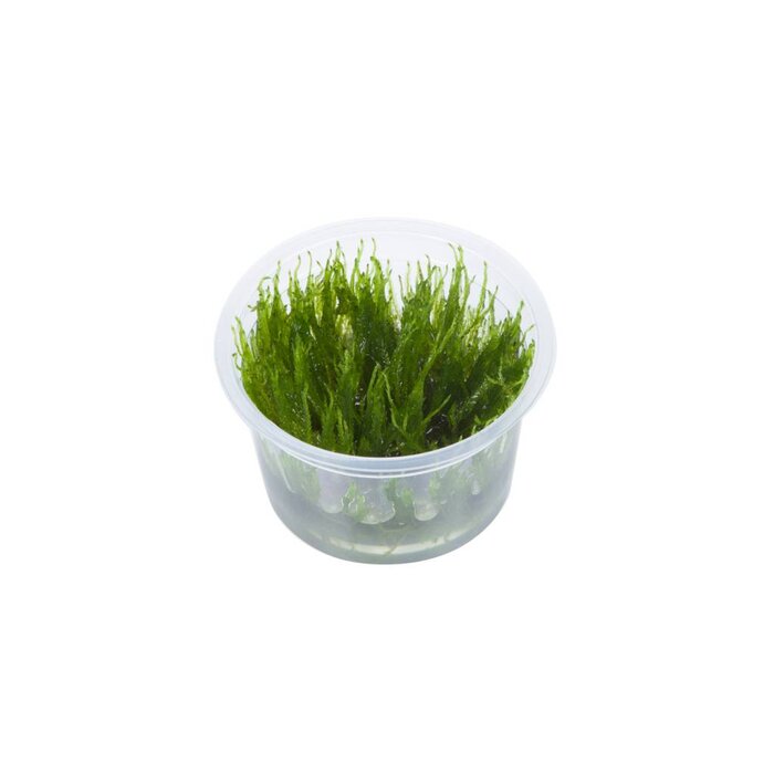 Tropica Taiwan moss - In vitro cup