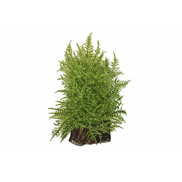 Tropica Taiwan moss - In vitro cup