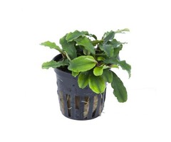 Tropica Bucephalandra sp. 'Bukit Kelam' in pot
