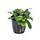 Bucephalandra sp. 'Bukit Kelam' in pot