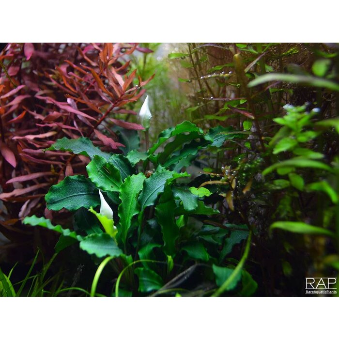 Tropica Bucephalandra sp. 'Bukit Kelam' in pot