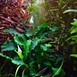 Tropica Bucephalandra sp. 'Wavy Green' in pot