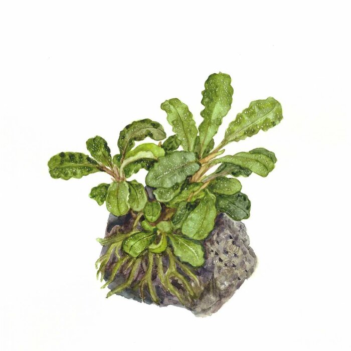 Tropica Bucephalandra sp. 'Bukit Kelam' in pot