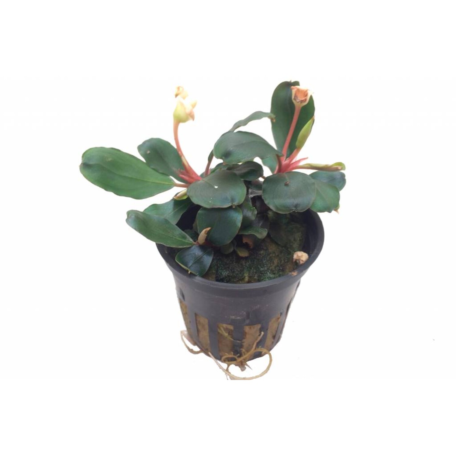 Bucephalandra sp. 'Red' in pot - Onlineaquariumspullen