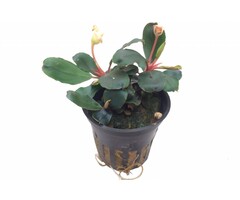 Tropica Bucephalandra sp. 'Red' in pot
