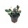 Bucephalandra sp. 'Red' in pot