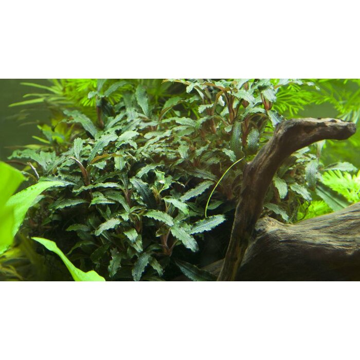 Tropica Bucephalandra sp. 'Red' in pot